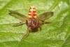 Nomada sp.